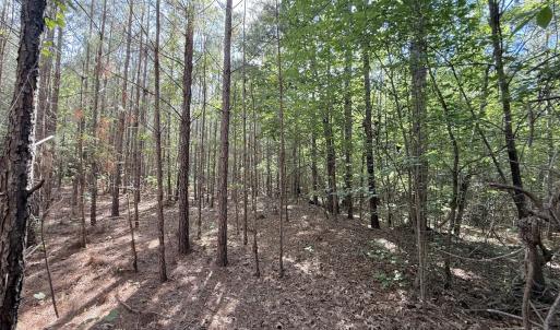 Photo #8 of Off T Tarpey Ln, Sanford, NC 12.6 acres