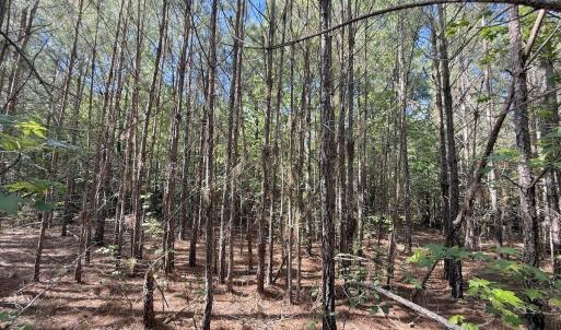 Photo #9 of Off T Tarpey Ln, Sanford, NC 12.6 acres