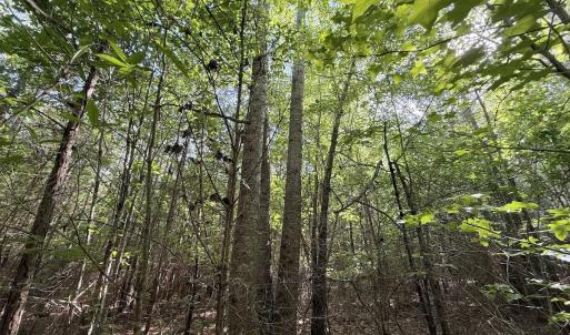 Photo #28 of Off T Tarpey Ln, Sanford, NC 12.6 acres