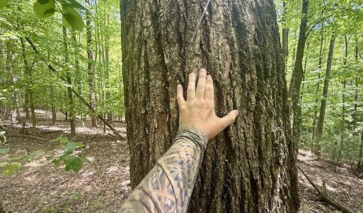 Photo #9 of Off of Ashe View Dr, Millers Creek, NC 4.7 acres