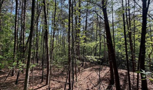 Photo #12 of Off of River Ridge Lane, Axton, VA 10.0 acres