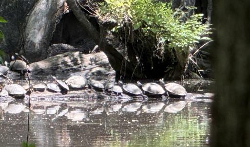 Photo #10 of Off of Kirkman Road, Stokes, NC 157.0 acres