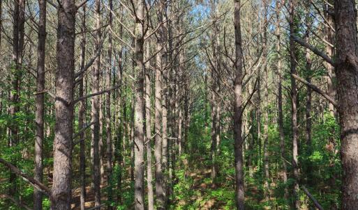 Photo #16 of Off of Kirkman Road, Stokes, NC 157.0 acres