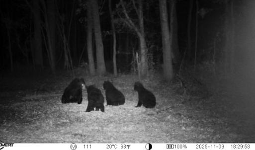 Photo #17 of Off of Kirkman Road, Stokes, NC 157.0 acres