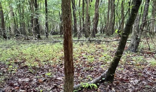 Photo #24 of Off of Kirkman Road, Stokes, NC 157.0 acres