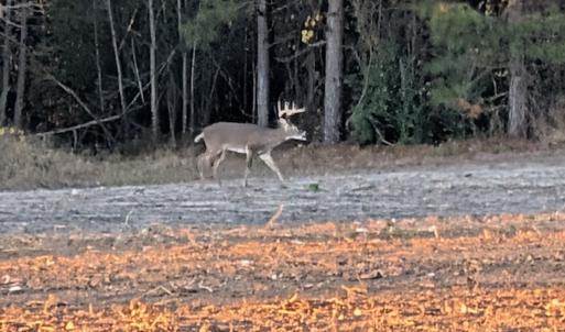 Photo #25 of Off of Kirkman Road, Stokes, NC 157.0 acres
