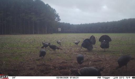 Photo #26 of Off of Kirkman Road, Stokes, NC 157.0 acres