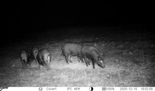Photo #27 of Off of Kirkman Road, Stokes, NC 157.0 acres