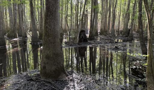 Photo #28 of Off of Kirkman Road, Stokes, NC 157.0 acres