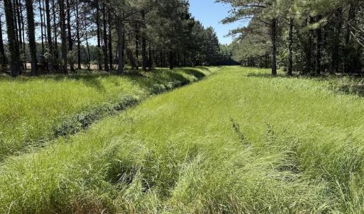 Photo #3 of Off of Kirkman Road, Stokes, NC 157.0 acres