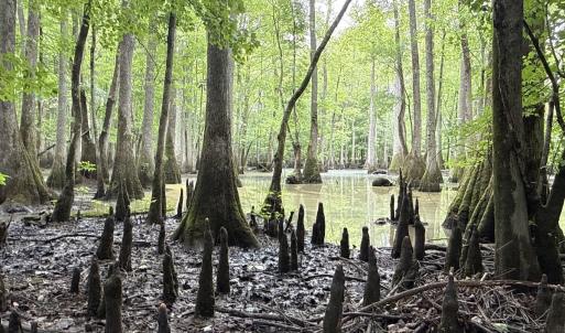 Photo #30 of Off of Kirkman Road, Stokes, NC 157.0 acres