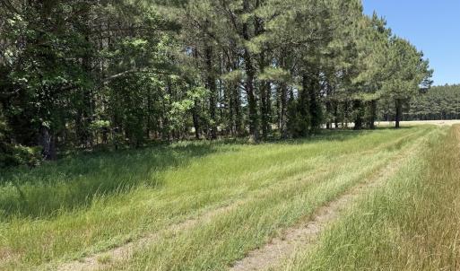 Photo #6 of Off of Kirkman Road, Stokes, NC 157.0 acres