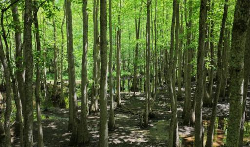 Photo #7 of Off of Kirkman Road, Stokes, NC 157.0 acres