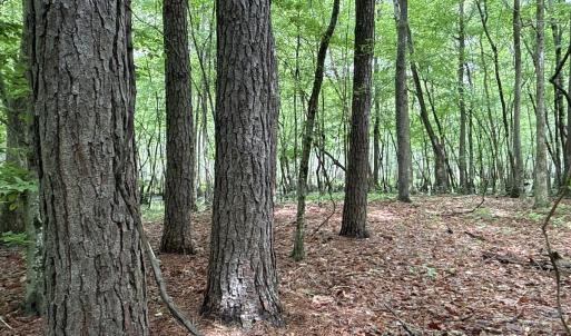 Photo #8 of Off of Kirkman Road, Stokes, NC 157.0 acres