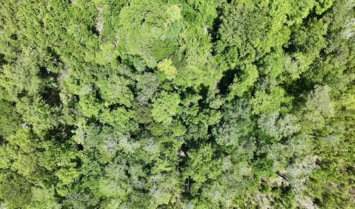 Photo #14 of Off Guinea Mill Rd, Ernul, NC 530.0 acres