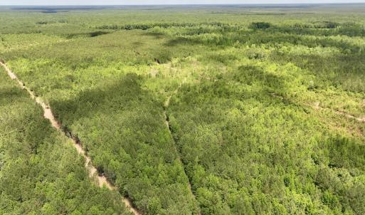 Photo #16 of Off Guinea Mill Rd, Ernul, NC 530.0 acres