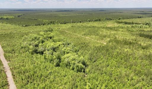 Photo #17 of Off Guinea Mill Rd, Ernul, NC 530.0 acres