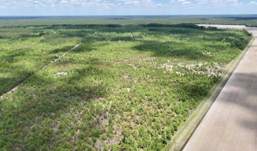 Photo #18 of Off Guinea Mill Rd, Ernul, NC 530.0 acres