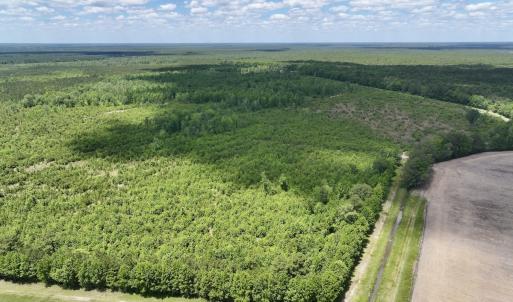 Photo #2 of Off Guinea Mill Rd, Ernul, NC 530.0 acres