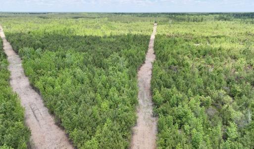 Photo #20 of Off Guinea Mill Rd, Ernul, NC 530.0 acres