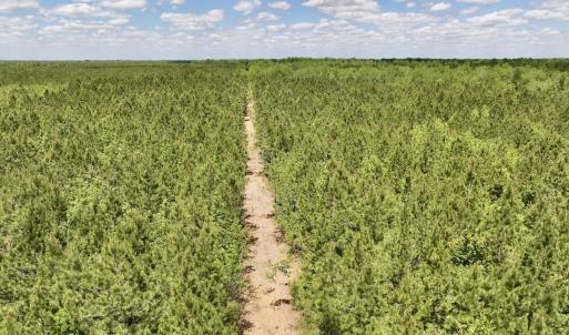 Photo #22 of Off Guinea Mill Rd, Ernul, NC 530.0 acres