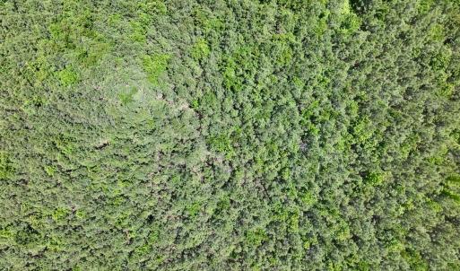 Photo #24 of Off Guinea Mill Rd, Ernul, NC 530.0 acres