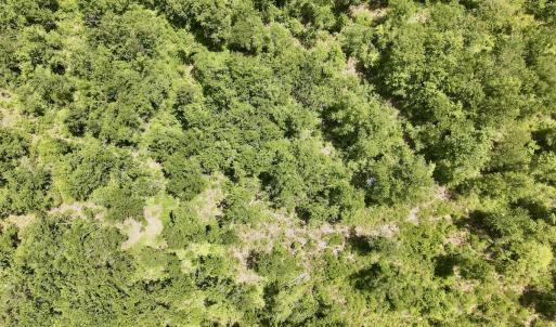 Photo #25 of Off Guinea Mill Rd, Ernul, NC 530.0 acres