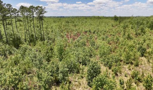 Photo #28 of Off Guinea Mill Rd, Ernul, NC 530.0 acres