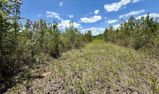 Photo #31 of Off Guinea Mill Rd, Ernul, NC 530.0 acres