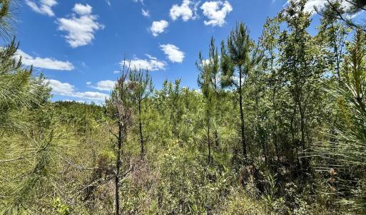 Photo #32 of Off Guinea Mill Rd, Ernul, NC 530.0 acres
