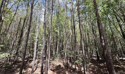 Photo #38 of Off Guinea Mill Rd, Ernul, NC 530.0 acres