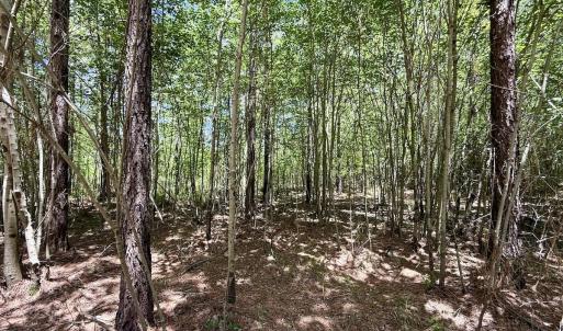 Photo #41 of Off Guinea Mill Rd, Ernul, NC 530.0 acres