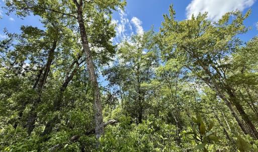Photo #42 of Off Guinea Mill Rd, Ernul, NC 530.0 acres