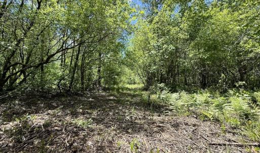 Photo #44 of Off Guinea Mill Rd, Ernul, NC 530.0 acres