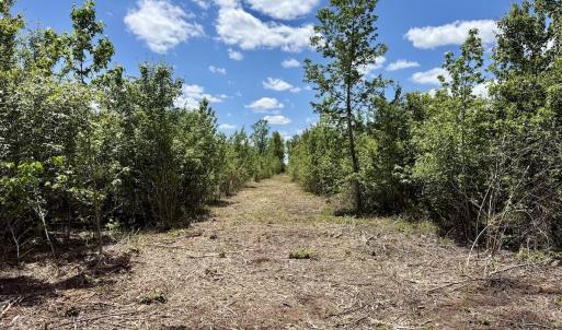 Photo #46 of Off Guinea Mill Rd, Ernul, NC 530.0 acres