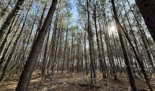 Photo #53 of 431 Icaria Rd, Tyner, NC 72.0 acres