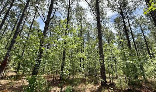 Photo #24 of Off of Skeeter Pond Rd, Grifton, NC 89.2 acres