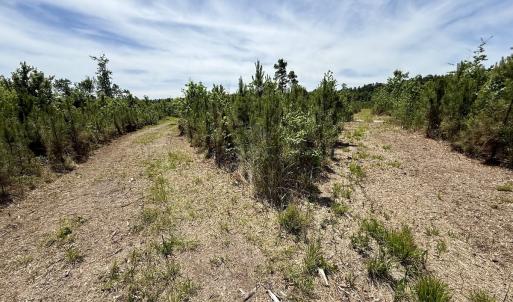 Photo #48 of Off of Skeeter Pond Rd, Grifton, NC 89.2 acres