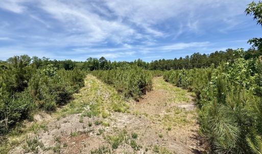 Photo #51 of Off of Skeeter Pond Rd, Grifton, NC 89.2 acres