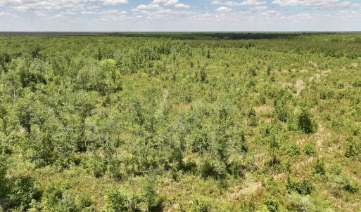 Photo #19 of Off of Guinea Mill Rd, Ernul, NC 135.0 acres