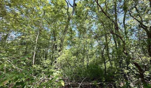 Photo #23 of Off of Guinea Mill Rd, Ernul, NC 135.0 acres