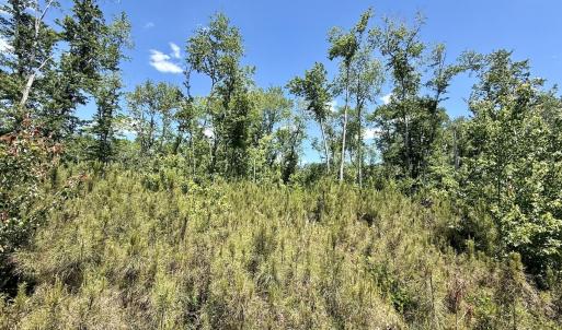 Photo #25 of Off of Guinea Mill Rd, Ernul, NC 135.0 acres
