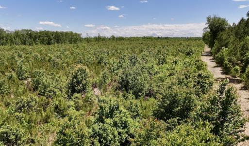 Photo #7 of Off of Guinea Mill Rd, Ernul, NC 135.0 acres