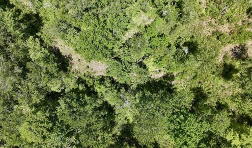 Photo #9 of Off of Guinea Mill Rd, Ernul, NC 135.0 acres