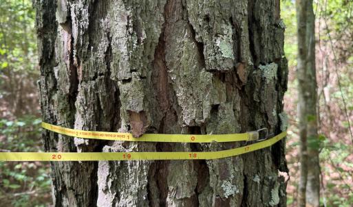 Photo #12 of Off of Concord Sappony Rd, Stony Creek, VA 28.0 acres