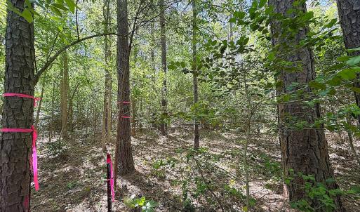 Photo #16 of Off of Concord Sappony Rd, Stony Creek, VA 28.0 acres