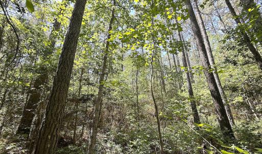 Photo #17 of Off of Concord Sappony Rd, Stony Creek, VA 28.0 acres