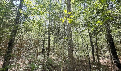 Photo #21 of Off of Concord Sappony Rd, Stony Creek, VA 28.0 acres