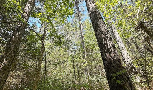 Photo #7 of Off of Concord Sappony Rd, Stony Creek, VA 28.0 acres