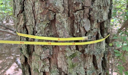 Photo #8 of Off of Concord Sappony Rd, Stony Creek, VA 28.0 acres